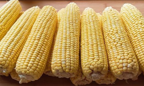How to Prepare Fresh and Tender Corn on the Cob