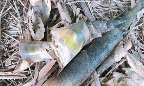 Mastering the Art of Blanching Fresh Tender Bamboo Shoots for Ultimate Flavor