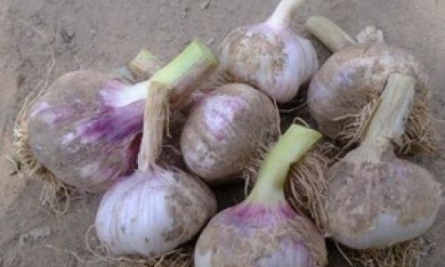 How to Pickle Fresh Tender Garlic for a Delicious Treat