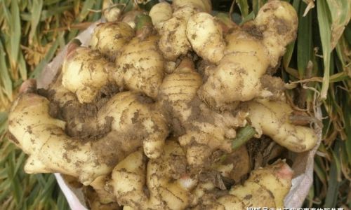 Delightful Ways to Cook with Fresh Tender Ginger