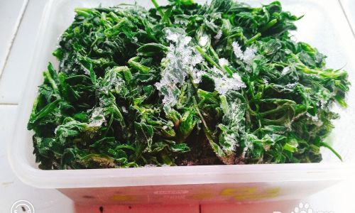 Can Fresh Alfalfa Be Frozen for Preservation?