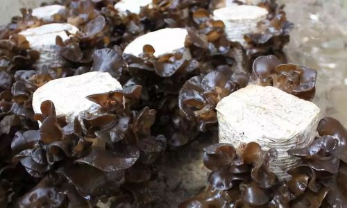 Preserving Fresh Wood Ear Mushrooms:Effective Techniques to Keep Them Fresh and Prevent Spoilage