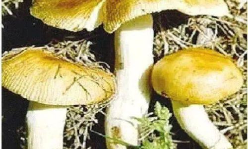 How Long Should Fresh Mushrooms Be Steamed to Achieve Perfect Cookedness?