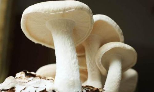 Can Fresh Mushrooms Be Consumed After Being Refrigerated Overnight?
