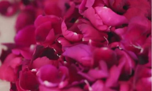 How to Make Fresh Rose Petal Tea:A Step-by-Step Guide