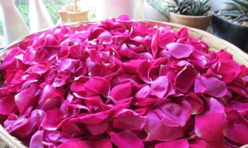 How to Make Fresh Rose Petal Tea:A Step-by-Step Guide