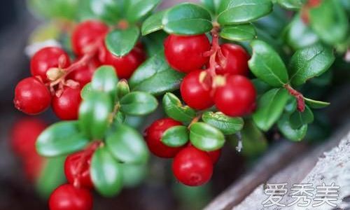Discovering the Delights of Fresh Cranberries:How to Enjoy Them