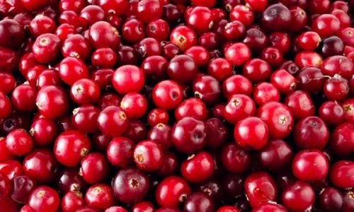 Discovering the Delights of Fresh Cranberries:How to Enjoy Them