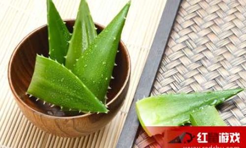 The Best Ways to Enjoy Fresh Aloe Vera:A Comprehensive Guide