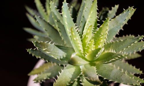 The Best Ways to Enjoy Fresh Aloe Vera:A Comprehensive Guide