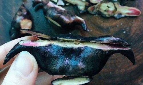 Preserving Fresh Water Caltrops:A Comprehensive Guide