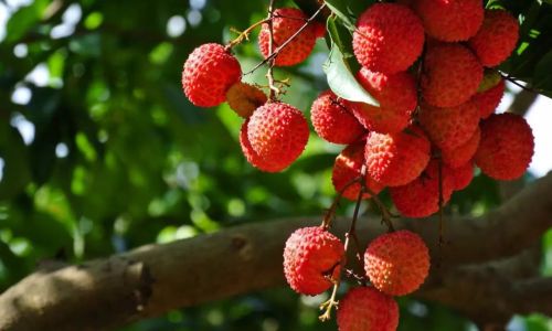 How Long Can Fresh Lychees Be Stored at Room Temperature?