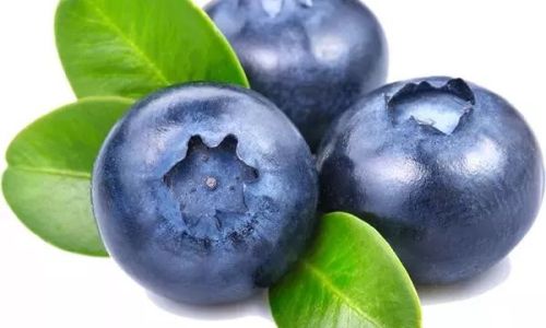 How to Effectively Preserve Fresh Blueberries in the Refrigerator