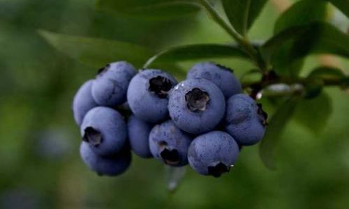 Discovering the Delights of Fresh Blueberries:How to Enjoy Them