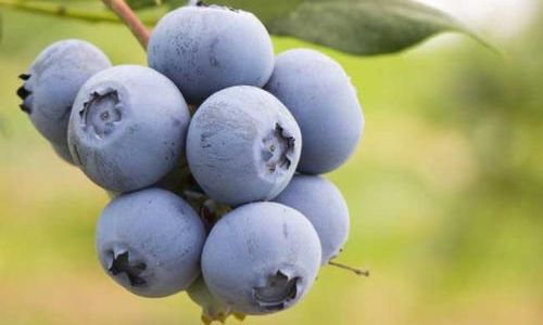 Discovering the Delights of Fresh Blueberries:How to Enjoy Them