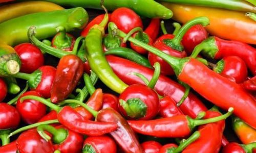 How to Preserve Fresh Chili Peppers to Keep Them from Spoiling