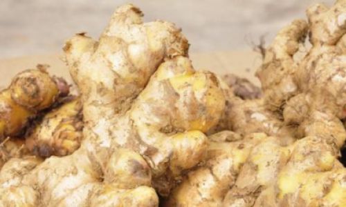 The Art of Making Fresh Ginger-Infused Alcohol