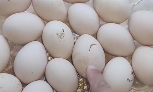 How to Preserve Fresh Chicken for Optimal Freshness