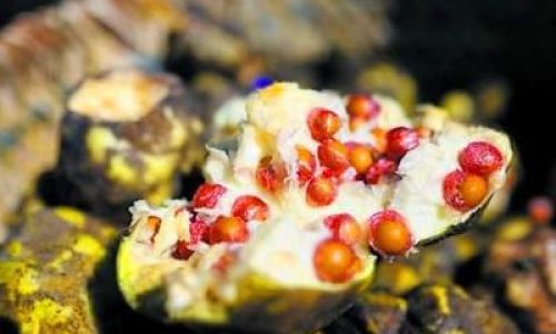 Discovering the Culinary Delights of Fresh Chicken-Head Millet:A Comprehensive Guide
