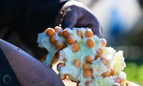 Discovering the Culinary Delights of Fresh Chicken-Head Millet:A Comprehensive Guide