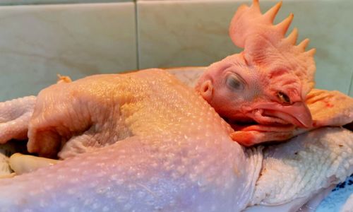Preserving Fresh Chicken Yolks:A Comprehensive Guide