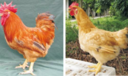 Preserving Fresh Chicken Yolks:A Comprehensive Guide