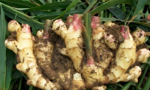 Preserving Fresh Termitomyces for Extended Periods in the Refrigerator