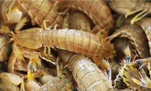 Preserving Fresh Live Crawfish:A Comprehensive Guide