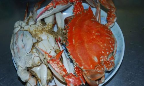 How Long Can Fresh Live Swimming Crabs Be Preserved?