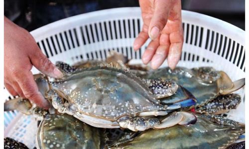 How Long Can Fresh Live Swimming Crabs Be Preserved?
