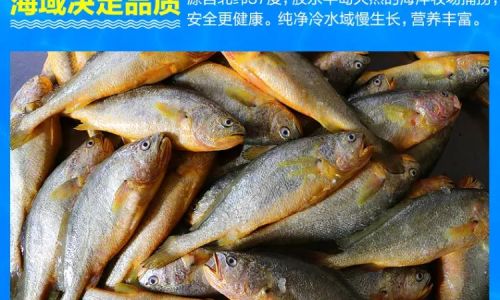 Preserving the Freshness of Yellow Croaker:Effective Techniques and Tips