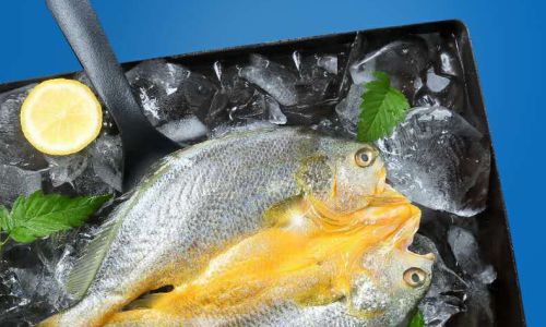 Preserving the Freshness of Yellow Croaker:Effective Techniques and Tips