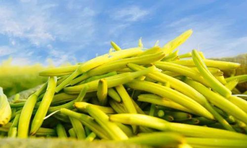 Fresh Dayflower Lily Buds:Handling Techniques and Culinary Delights
