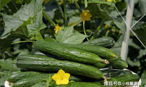 How to Pickle Fresh Cucumbers for a Delicious Treat
