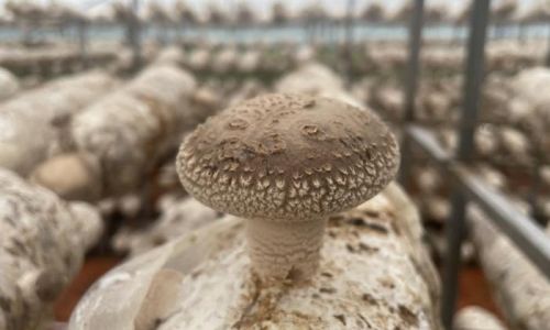 Crafting Culinary Delights with Fresh Flower Mushrooms:A Comprehensive Guide