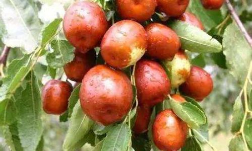 Preserving Fresh Red Dates:Effective Methods and Techniques