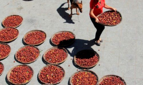 Preserving Fresh Red Dates:Effective Methods and Techniques