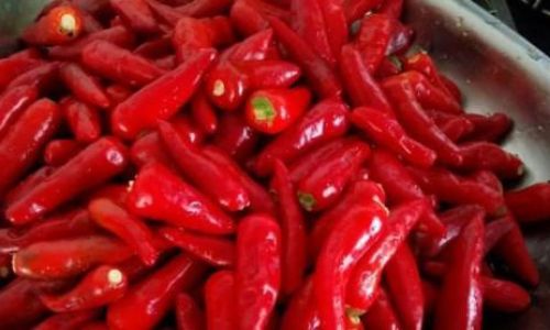 Preserving Fresh Red Chili Peppers:Effective Techniques to Keep Them Fresh Longer