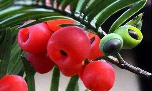 How to Properly Consume Fresh Yew Berries