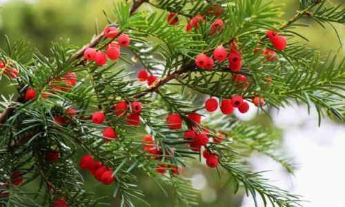 How to Properly Consume Fresh Yew Berries