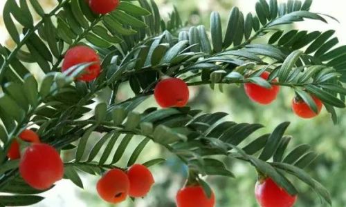 How to Properly Consume Fresh Yew Berries