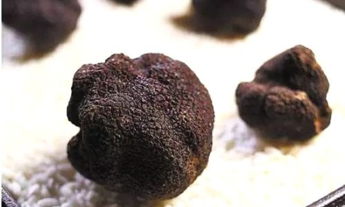 Exploring the Culinary Delights of Fresh Black Truffles:A Gourmets Guide