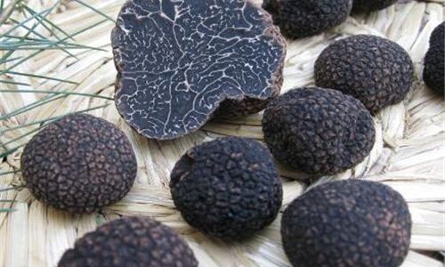 Exploring the Culinary Delights of Fresh Black Truffles:A Gourmets Guide