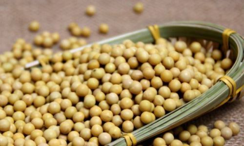 Cooking Fresh Black and Yellow Soybeans:The Perfect Boiling Time