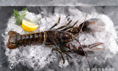 Preserving Fresh Seafood:Tips and Techniques for Optimal Freshness