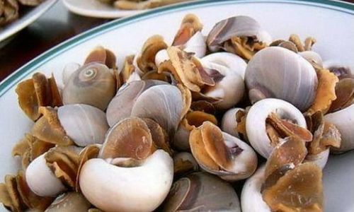 How to Preserve Fresh Conch by Freezing