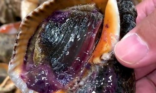 How to Preserve Fresh Conch by Freezing