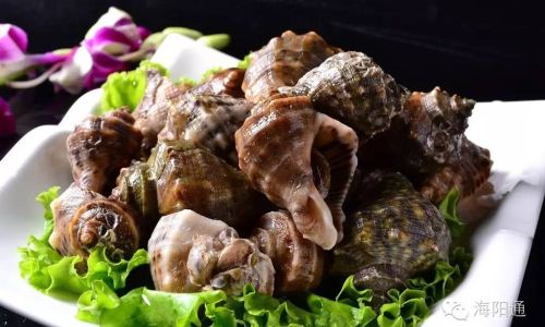 How to Preserve Fresh Conch by Freezing
