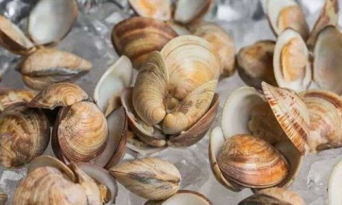 How to Preserve Fresh Conch by Freezing