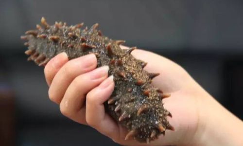 Can Fresh Sea Cucumbers Be Eaten Raw?An In-Depth Exploration